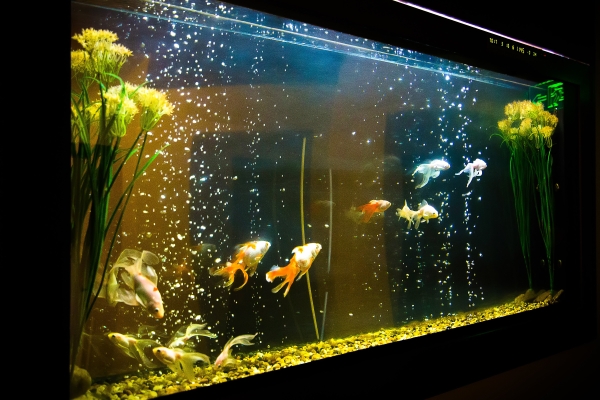 Aquarium Hotel Riyadh (Riad)